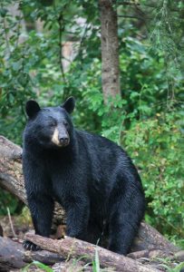 In the Wild: North American Bears Image